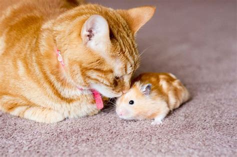 Hamster x chat. Things To Know About Hamster x chat. 